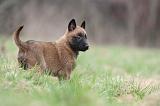 MALINOIS 845